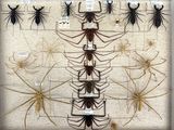 many different types of insects on display in a glass case