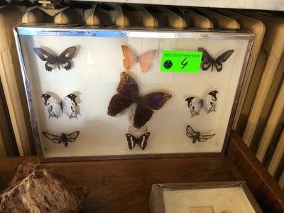 de nombreux types de papillons exposés dans une vitrine