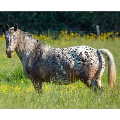 un cheval qui se tient dans un pré
