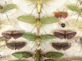 a lot of insects that are on a piece of paper