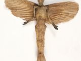 une sculpture en bois représentant un oiseau sur un fond blanc