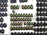 a lot of beetles on display in a display case