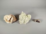 two mushrooms that are next to each other on a table