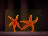 two starfishs that are sitting in a glass box