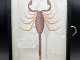 a framed picture of a scorpion on display in a black frame