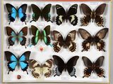de nombreux papillons exposés dans une boîte
