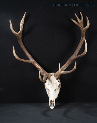 a close up of a deer skull with antlers on a black background