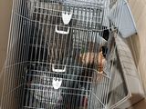 a cat in a cage inside of a cardboard box