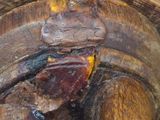 a close up of a piece of wood with a piece of wood sticking out of it