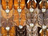 many different types of butterflies displayed in a display case