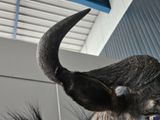 a close up of a bull ' s head with long horns