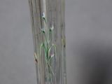 a hand holding a clear glass vase with flowers on it
