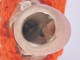 a close up view of a toilet with a hole in it