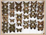 un gros plan sur un arrangement de papillons présenté dans un cadre en bois