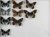 de nombreux papillons exposés dans une vitrine