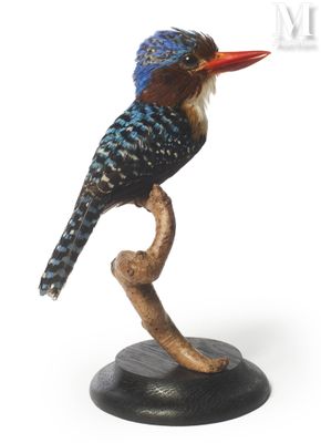 a bird that is sitting on top of a branch
