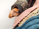 a small bird that is wrapped in a blanket