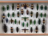 une vitrine encadrée présentant diverses espèces de coléoptères, dans un cadre en bois