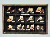 de nombreux coquillages dans une vitrine accrochée au mur