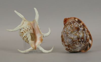 three seashells that are sitting on a table
