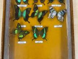 a picture of a display of butterflies in a wooden frame