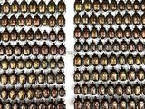 two rows of beetles that are on display in a display case