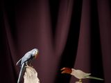 three birds that are sitting on top of some ice