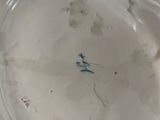 a white plate with a blue bird on it