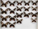 de nombreux papillons exposés dans une vitrine