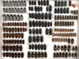 a lot of bugs that are on display in a glass case