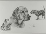 dessin représentant un chien et deux chatons sur fond blanc
