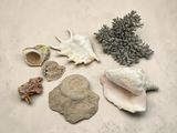 many shells and corals on a white surface