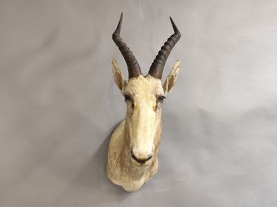 une tête d'antilope accrochée au mur sur un fond gris