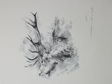 a drawing of a deer with antlers on it ' s head