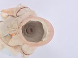 a close up view of a clay object with a hole in it