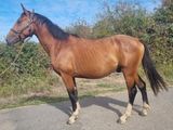un cheval qui se tient au bord de la route