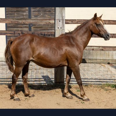 un cheval qui se tient dans la terre près d'une clôture