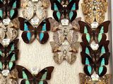 a lot of butterflies that are on display in a box