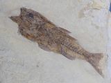 a fish that is on a rock in the water