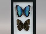 two blue and black butterflies in a black frame