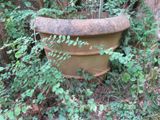 un grand pot de fleurs posé au milieu de la forêt
