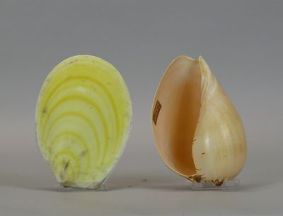 a peeled onion and a peeled onion on a table