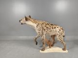 a hyena standing on a rock in the middle of a room