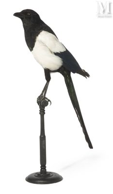un oiseau noir et blanc perché au sommet d'un poteau métallique