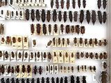 a lot of bugs that are on display in a box