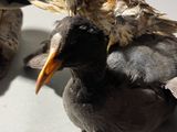 two birds that are laying down on a table