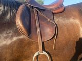 un cheval brun sellé, dans un champ