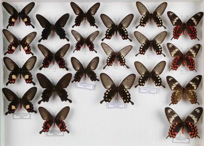 de nombreux papillons exposés dans une vitrine