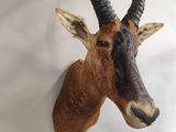 a fake antelope head mounted on the wall