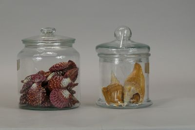 two glass jars with shells inside of them on a table